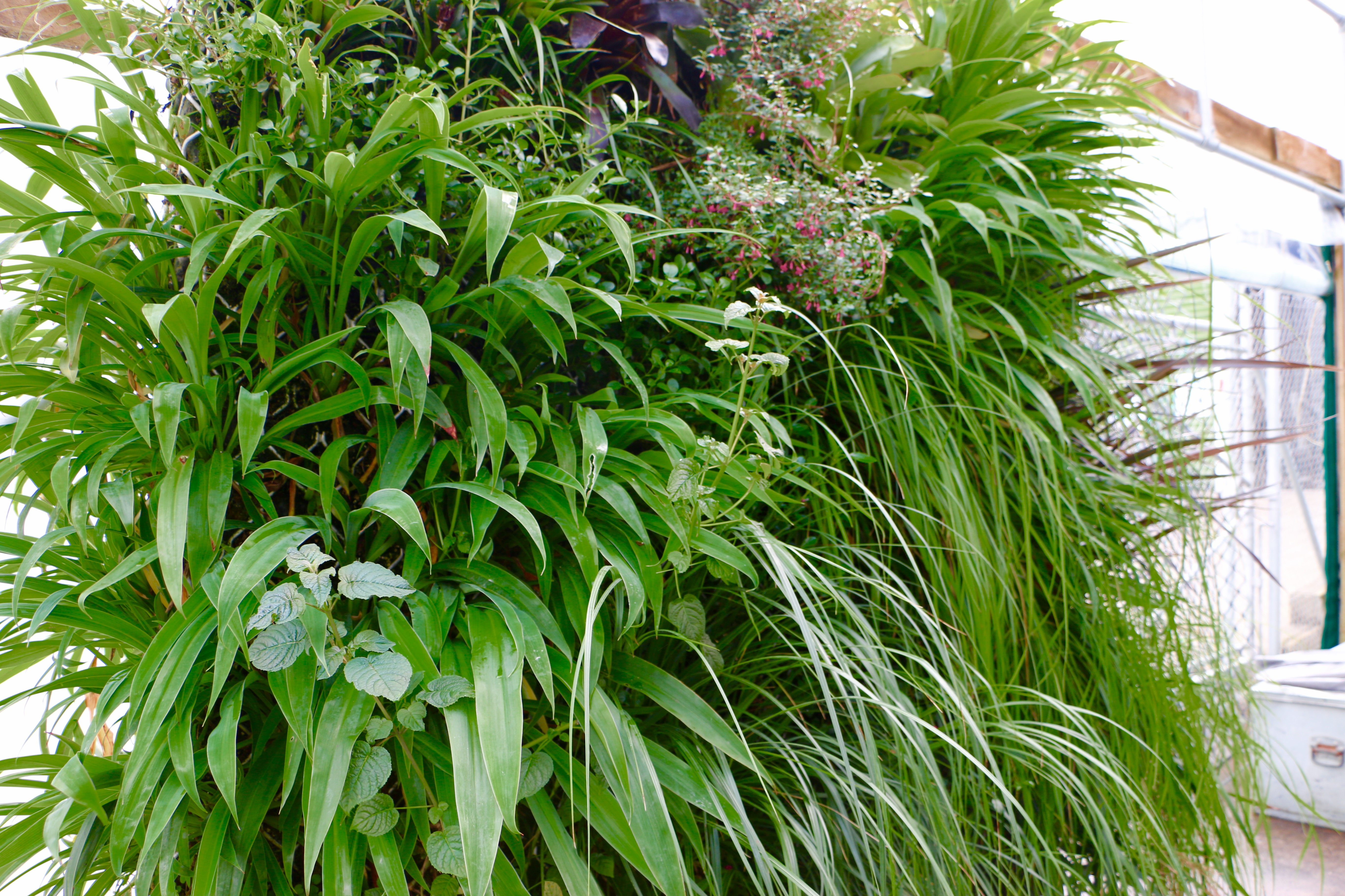 Native species evoke a sense of the New Zealand bush.